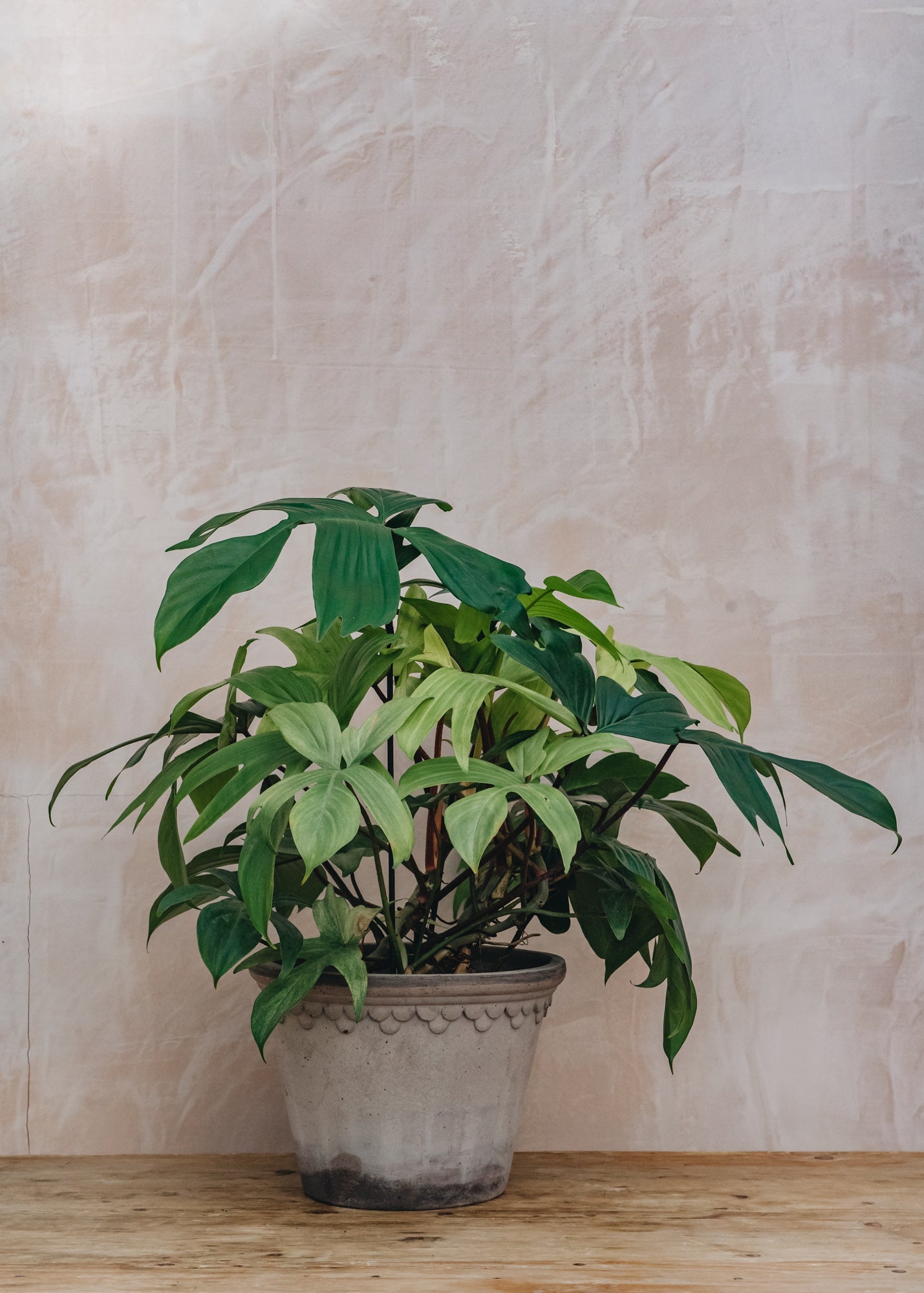 Large Philodendron Florida Ghost