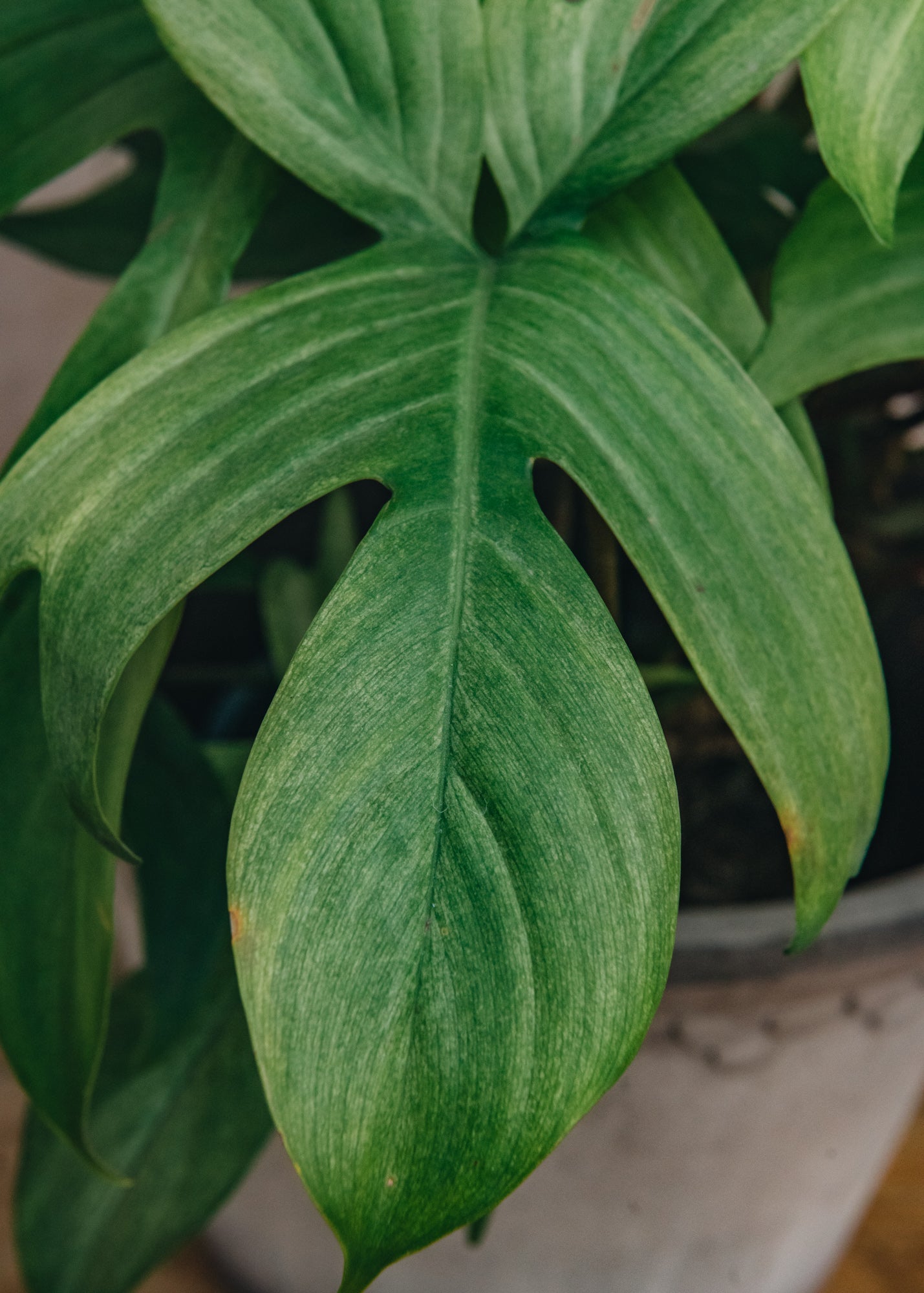 Large Philodendron Florida Ghost