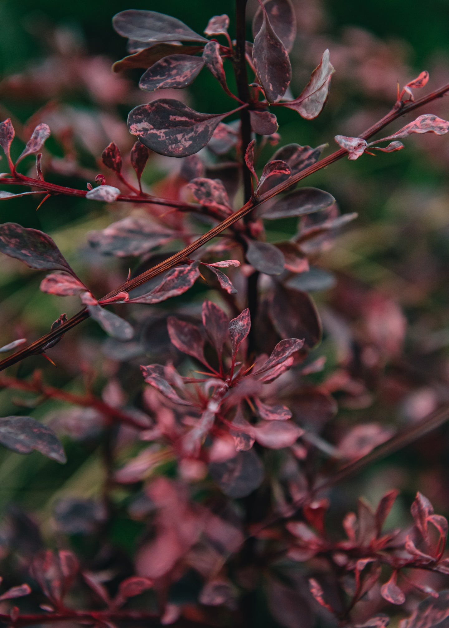 Berberis thunbergii Rose Glow AGM