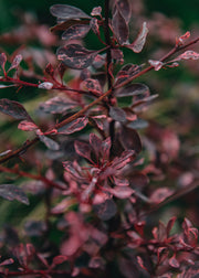 Berberis thunbergii Rose Glow AGM