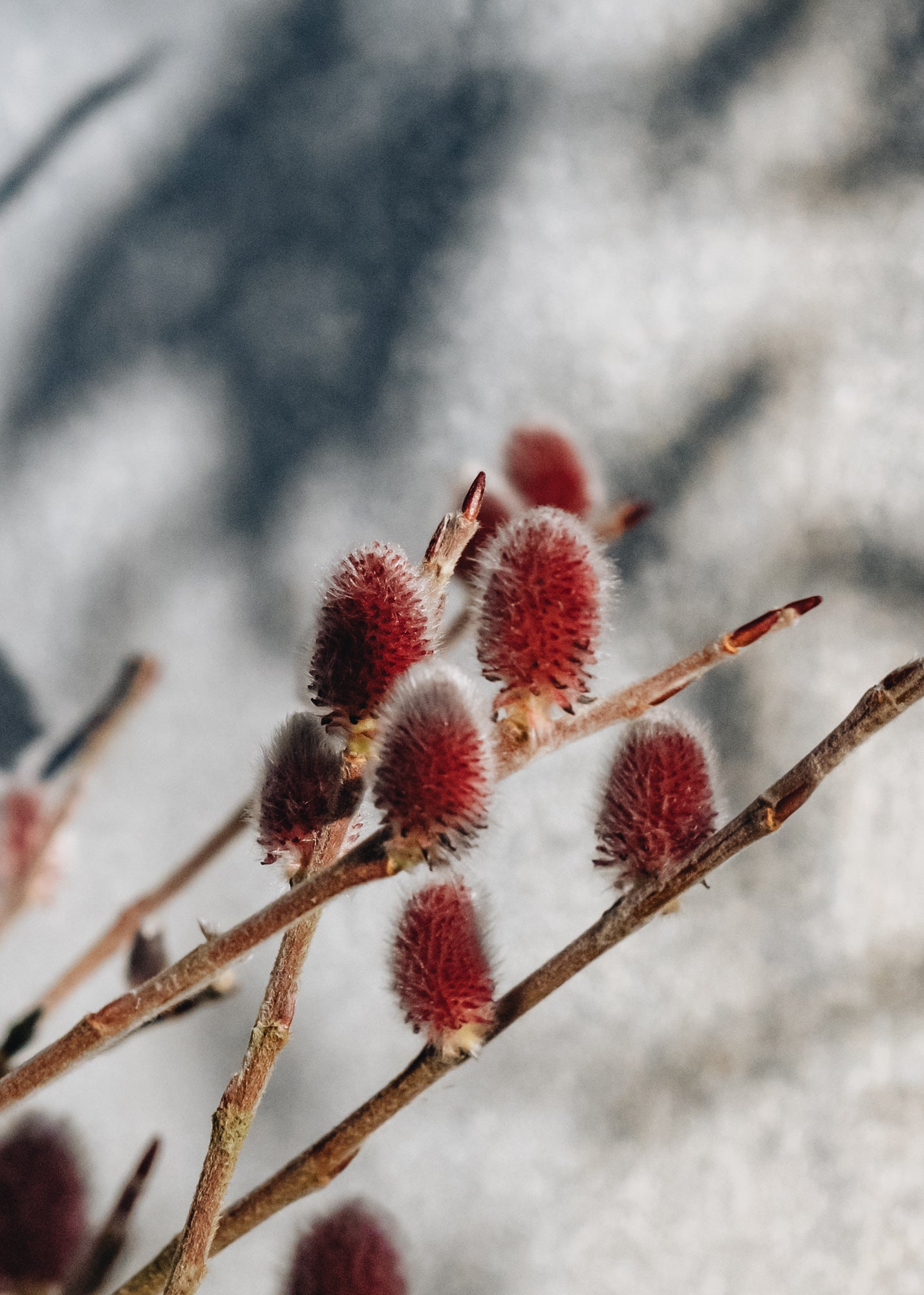 Salix Salix 'Mount Aso'