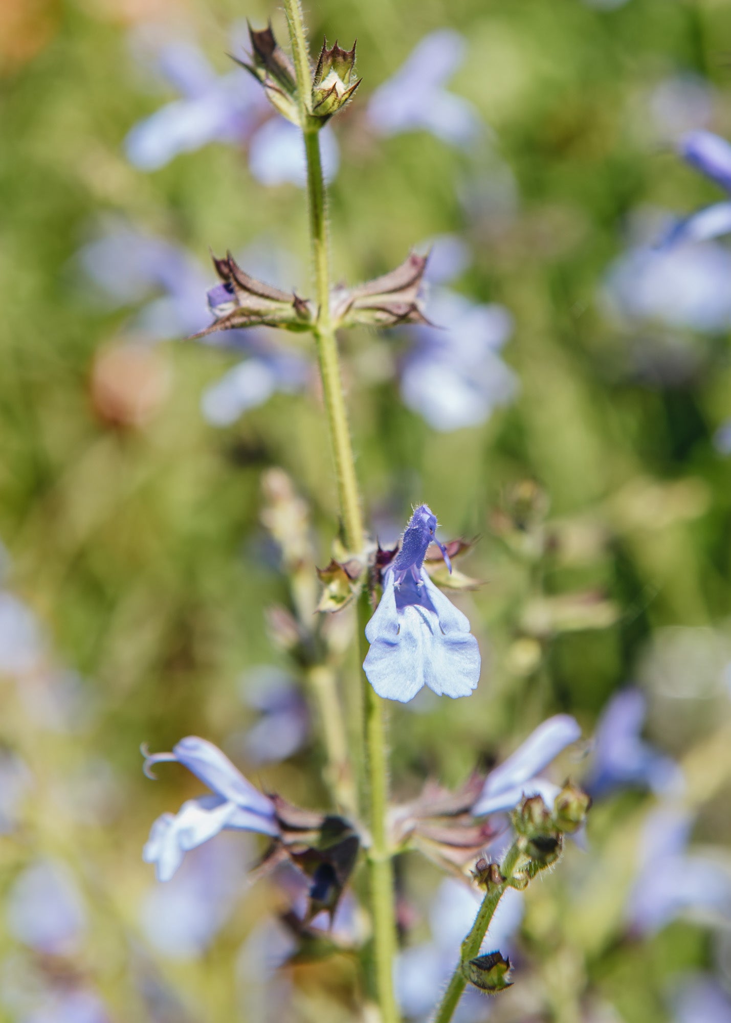 Salvia African Skies