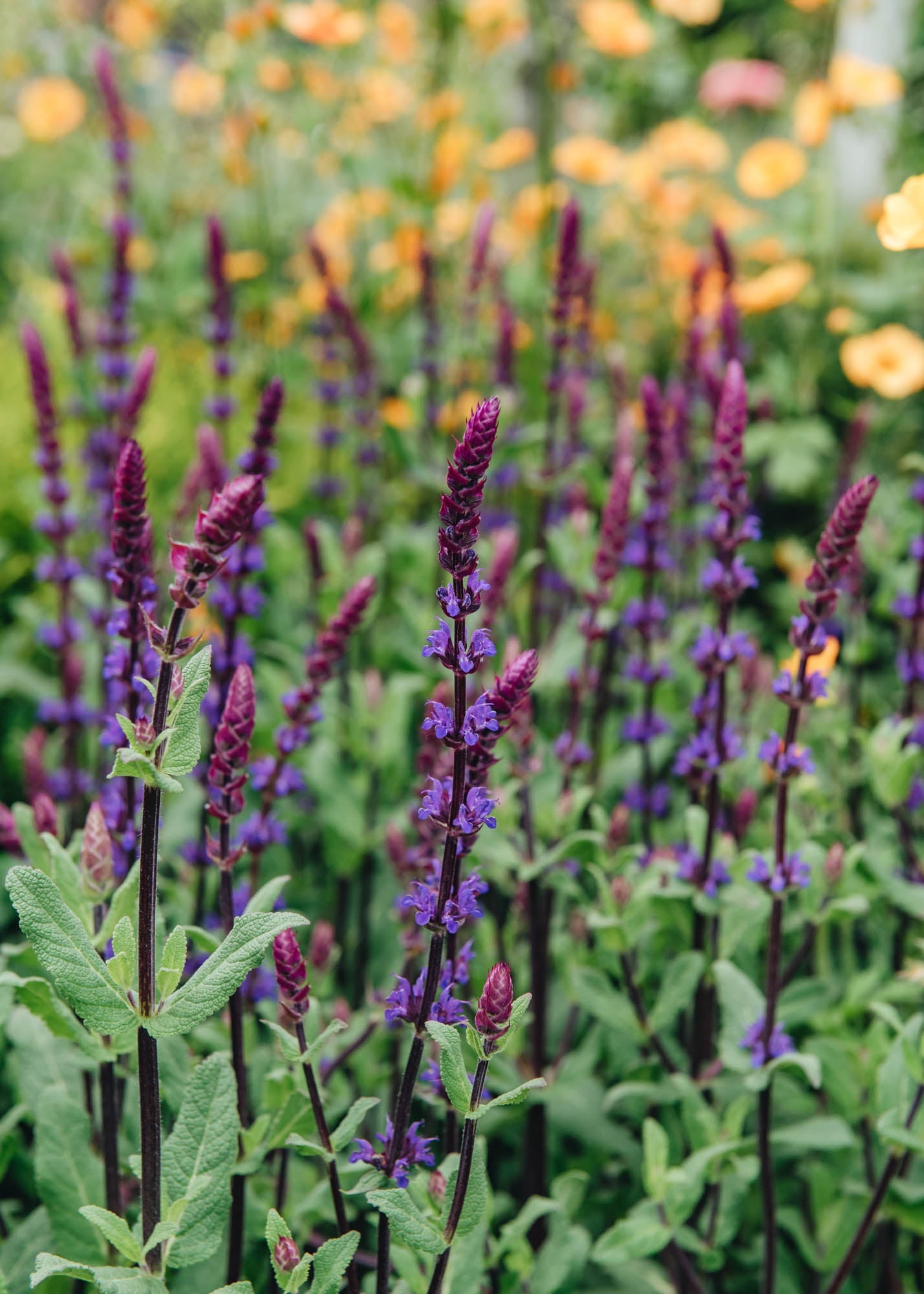 Geum Salvia nemorosa Caradonna AGM