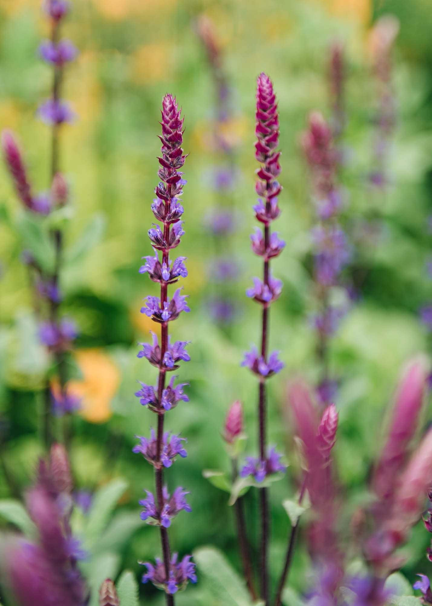 Salvia nemorosa Caradonna AGM