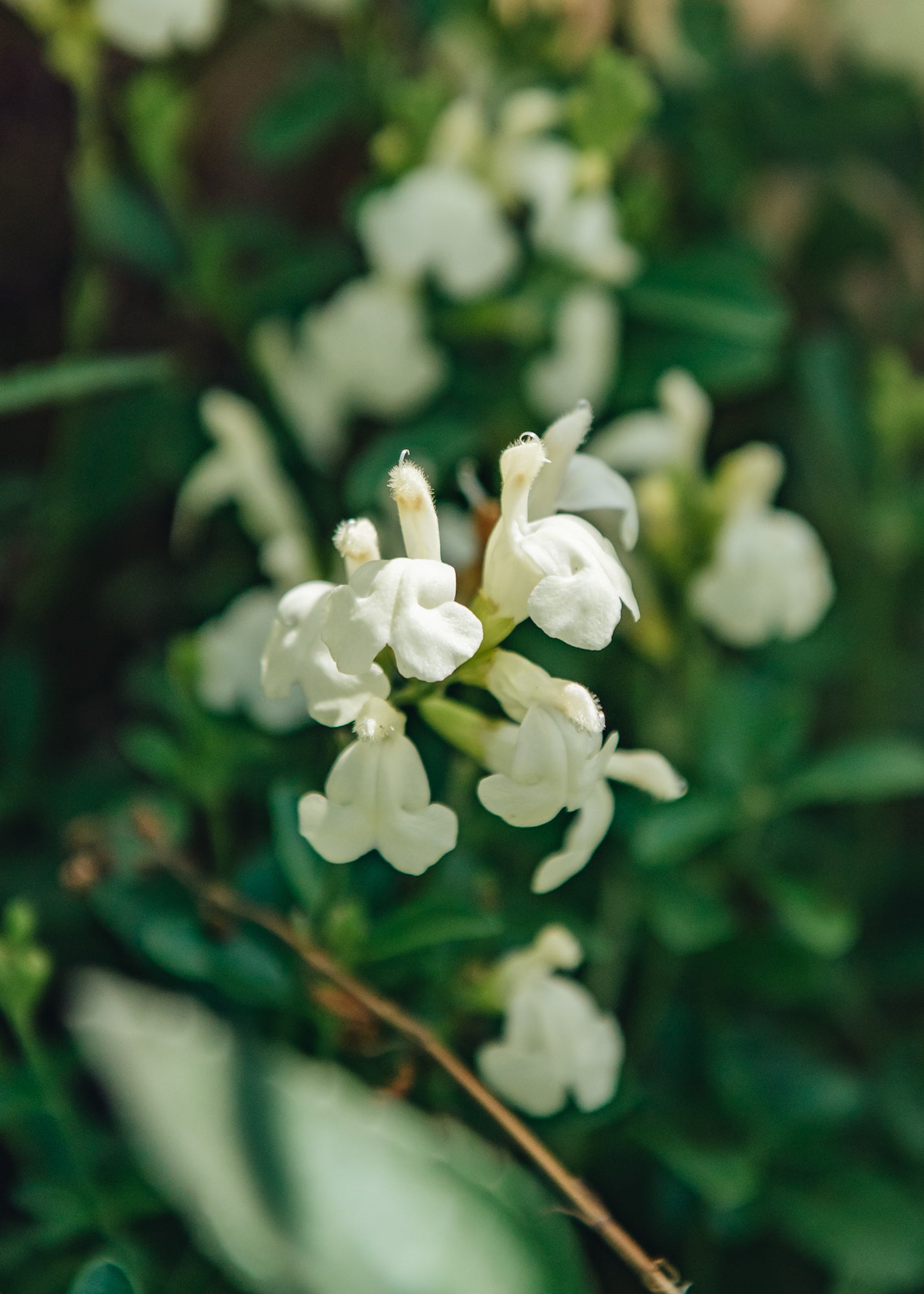 Salvia Salvia Clotted Cream