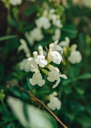 Salvia Salvia Clotted Cream