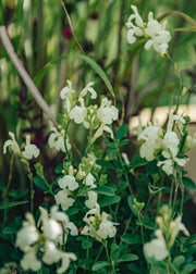 Clematis Salvia Clotted Cream