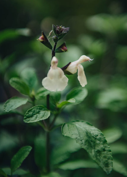 Salvia Cool Cream | Burford Garden Co.