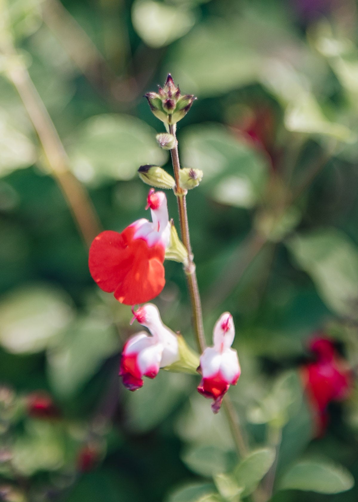 Salvia Hot Lips