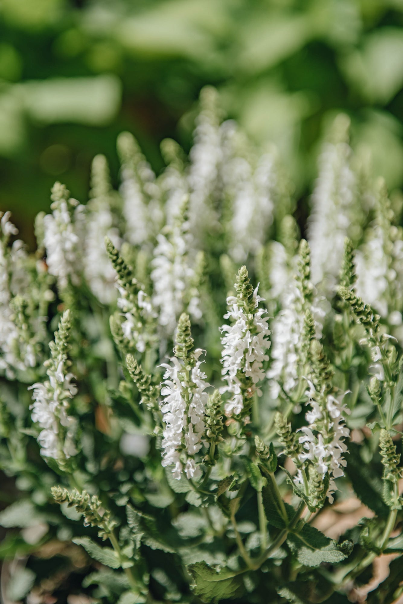 Salvia Salvia Lyrical White