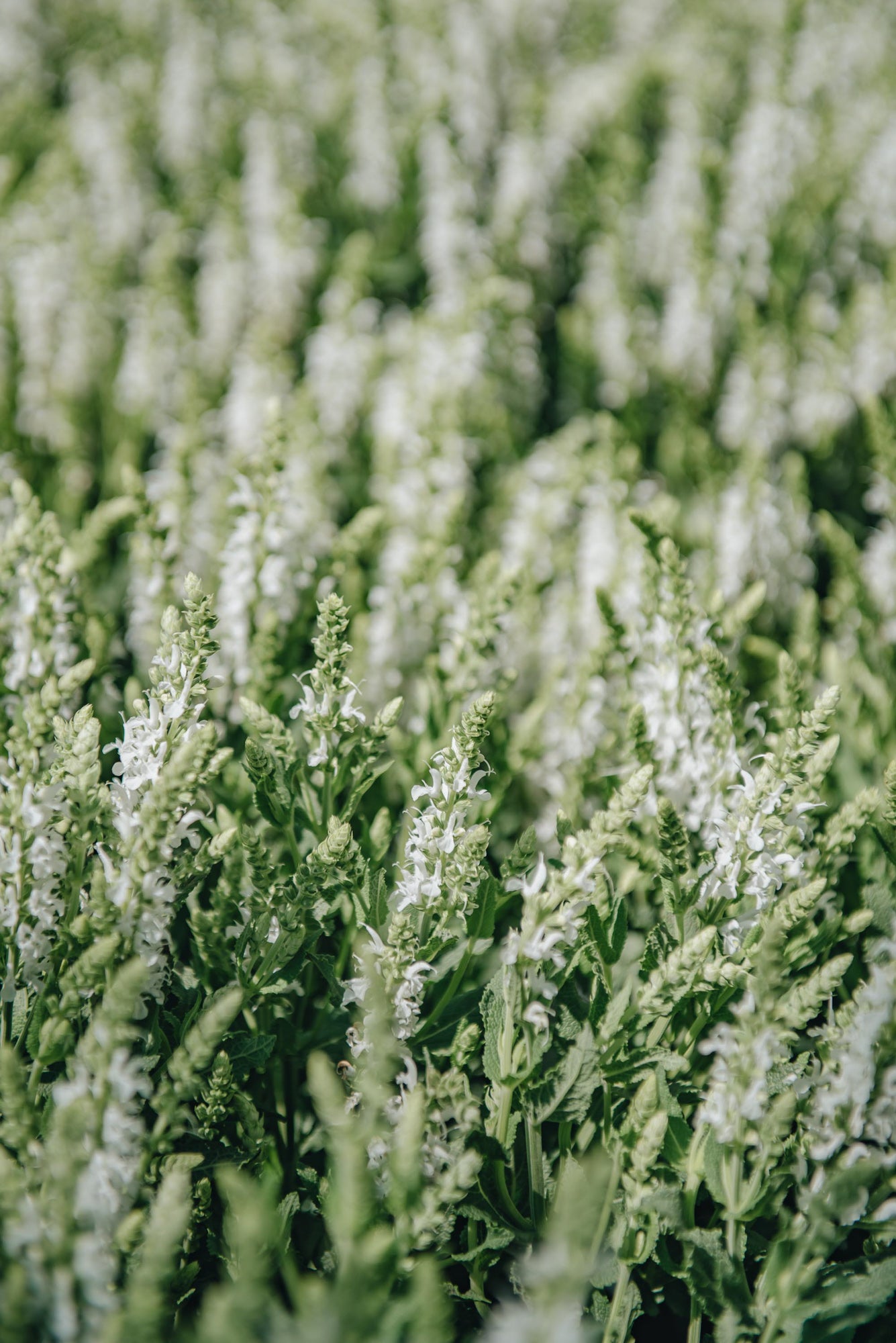 Salvia Salvia Lyrical White