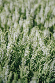 Salvia Salvia Lyrical White