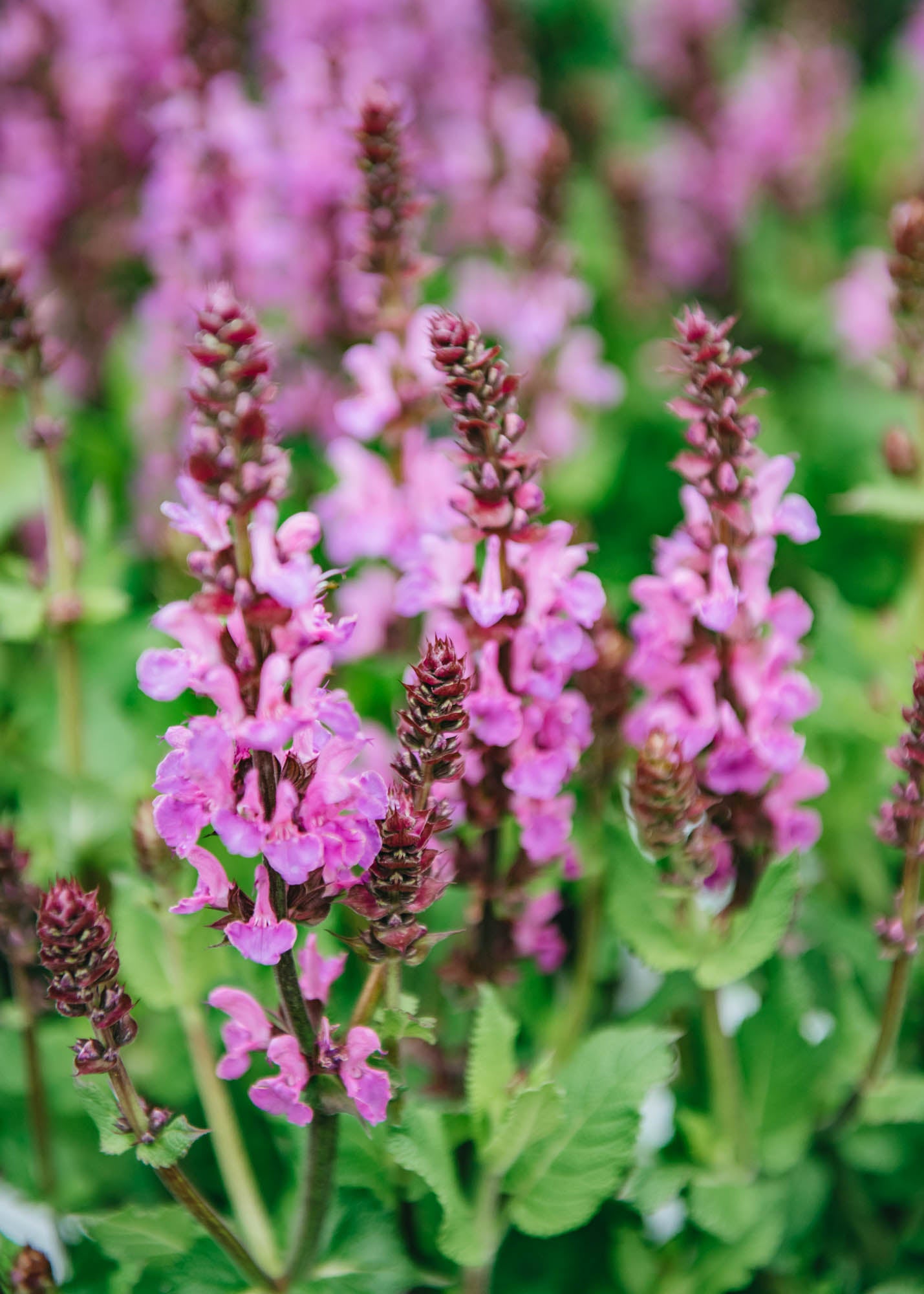 Salvia nemorosa Rose Marvel