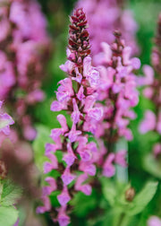 Salvia nemorosa Rose Marvel