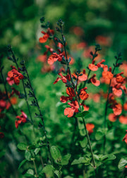 Salvia Royal Bumble