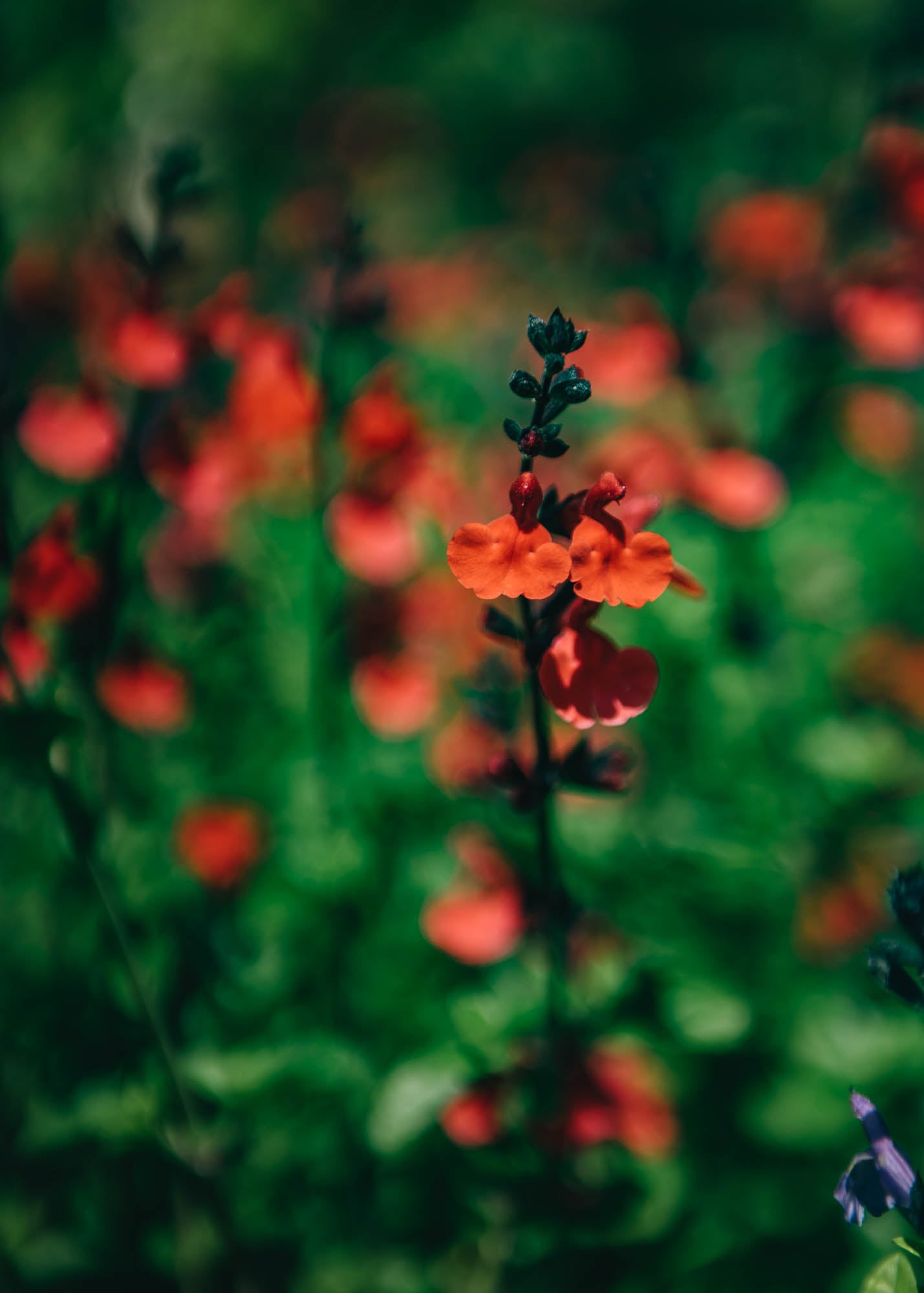 Salvia Royal Bumble