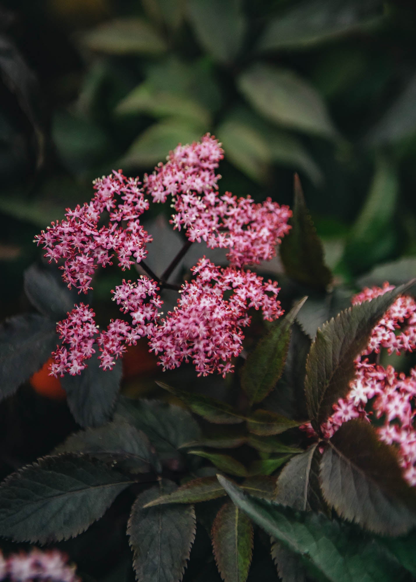 Sambucus nigra Black Beauty, 3L