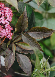Sambucus Sambucus nigra Black Beauty, 3L