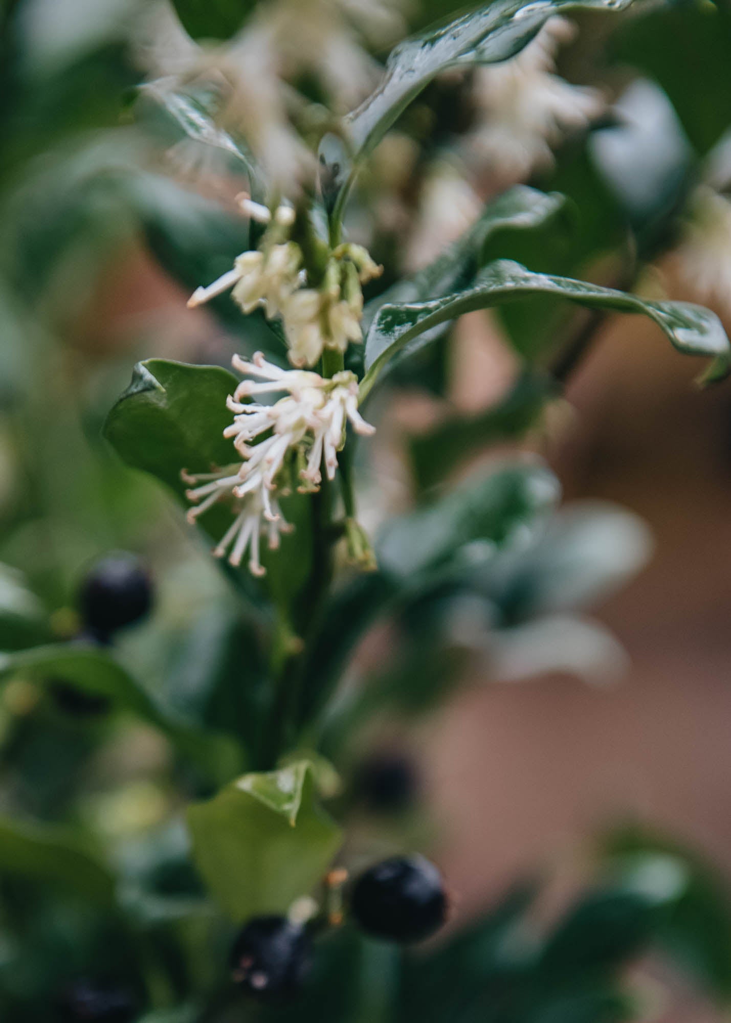 Sarcococca confusa AGM