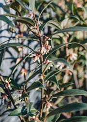 Sarcococca hookeriana Digyna