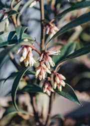 Sarcococca hookeriana Digyna