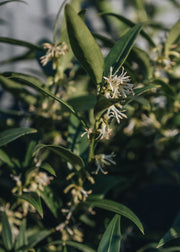 Sarcococca ruscifolia Dragon's Gate