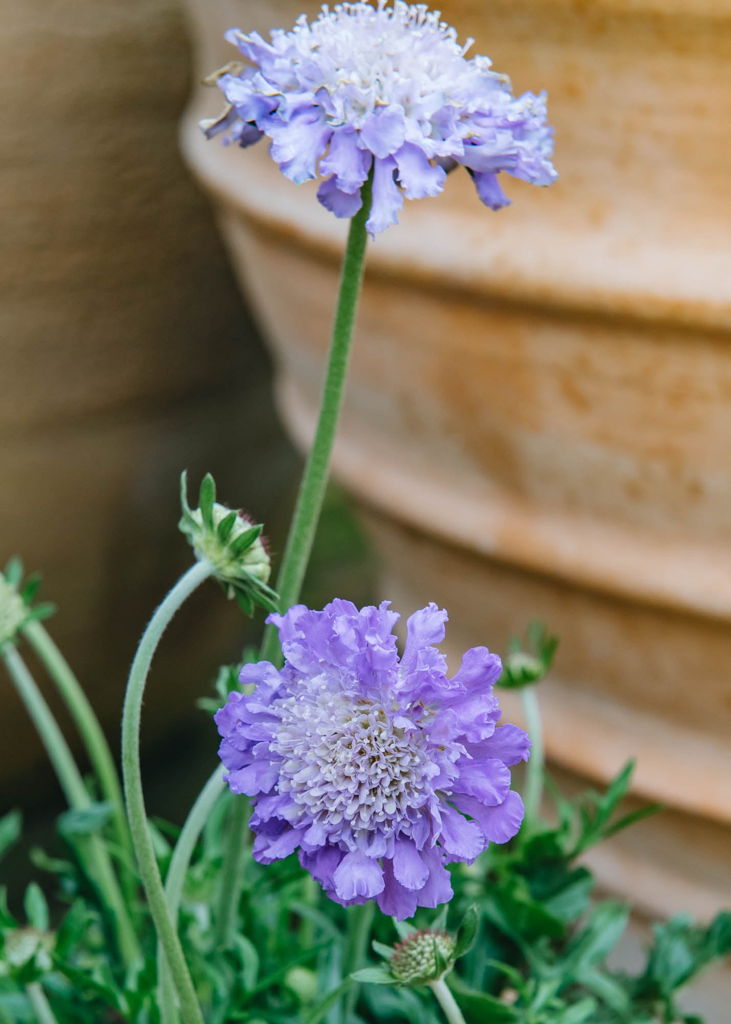 Clematis Scabiosa Butterfly Blue Beauty