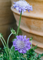 Scabiosa Butterfly Blue Beauty