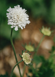 Scabiosa Scabiosa columbaria Flutter White