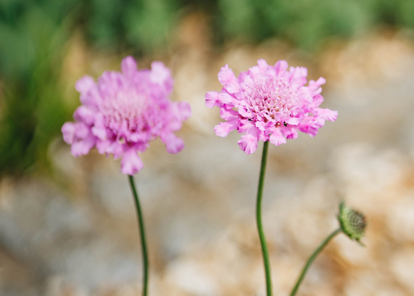 Scabiosa Flutter Rose Pink, 2/3L