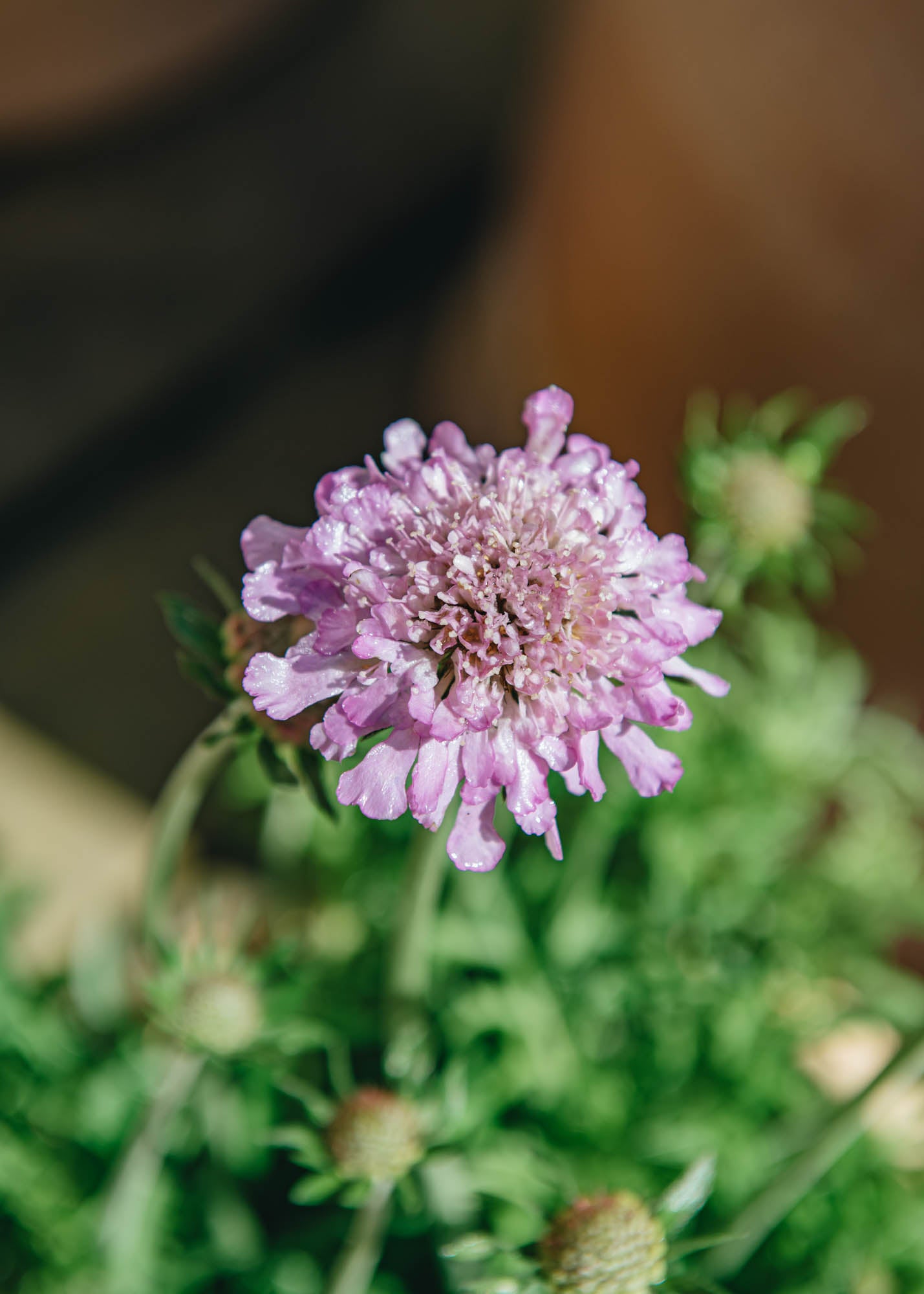 Clematis Scabiosa Pink Mist