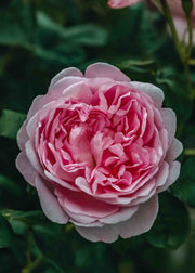 Rosa Scepter'd Isle®