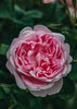 Rosa Scepterd Isle®