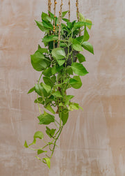 scindapsus golden pothos Scindapsus Golden Pothos | Houseplants