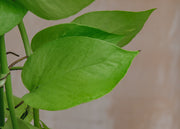 Scindapsus Golden Pothos