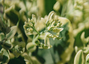 Sedum Sedum Frosted Fire