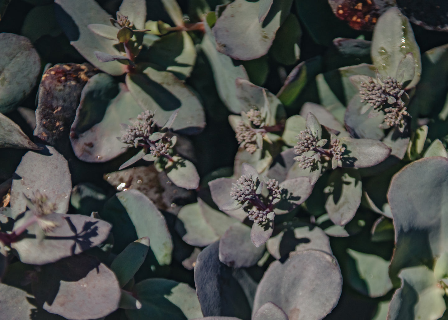 Sedum Mohave Jewels Sapphire