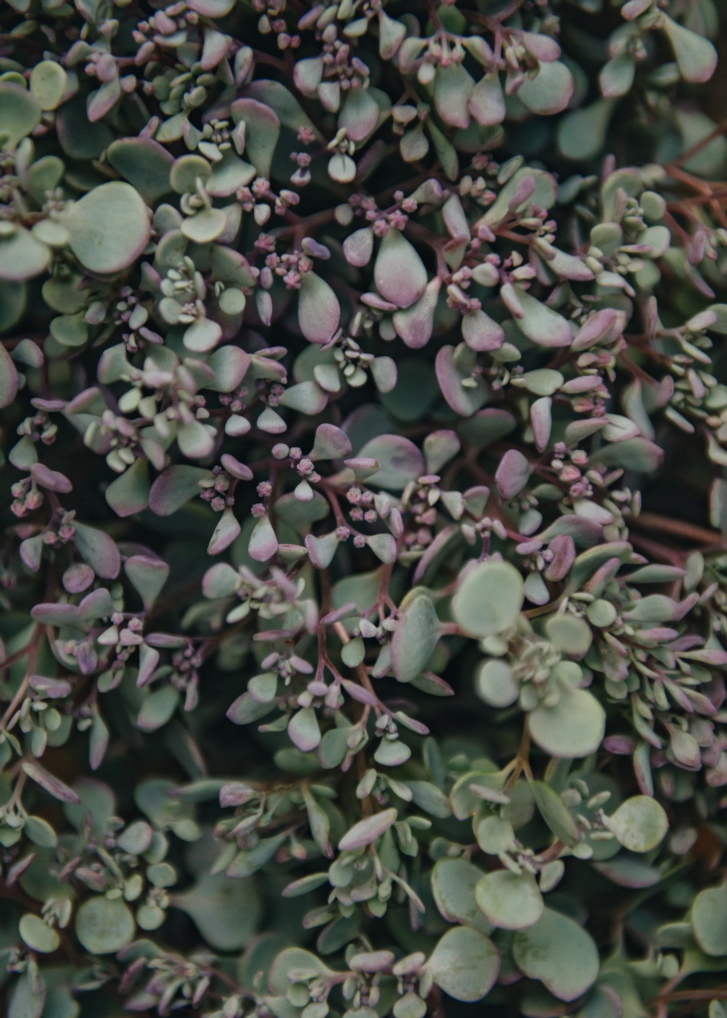 Sedum Rose Carpet