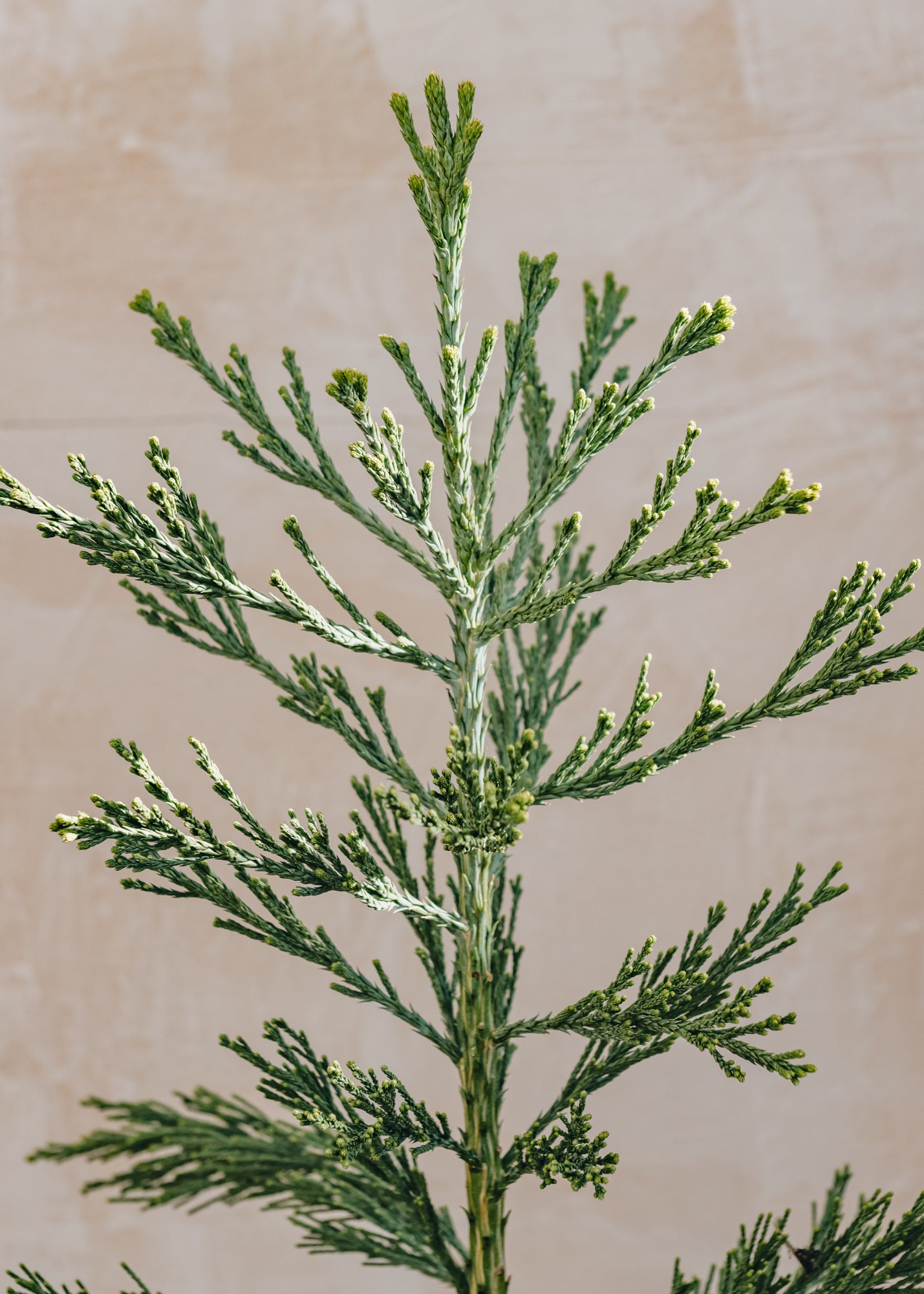 Sequoiadendron giganteum 'Glaucum'