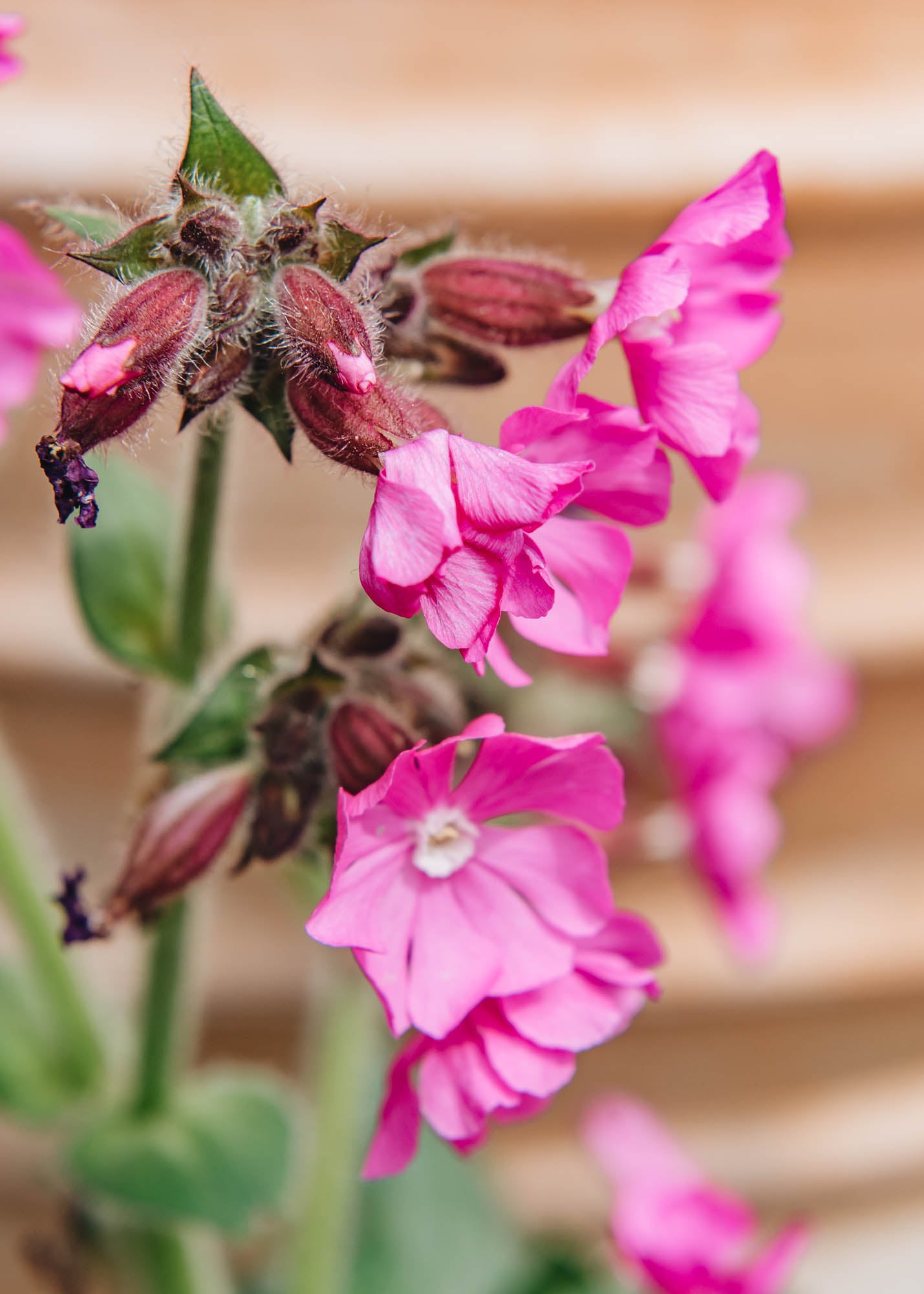 Silene Silene Rolly's Favourite
