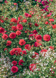 David Austin Roses Rosa Sir John Betjeman®