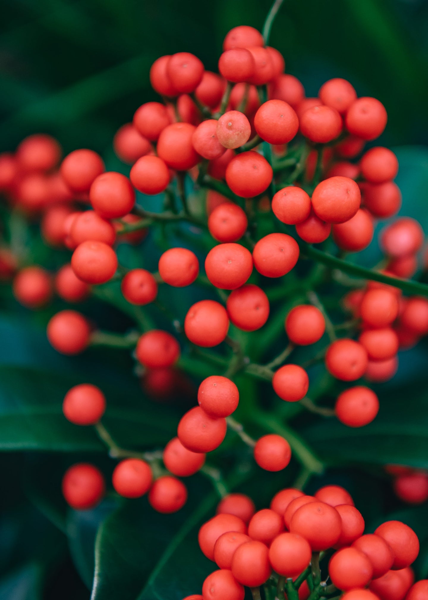 Skimmia Japonica Pabella (female)