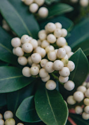 Skimmia O'Berry White