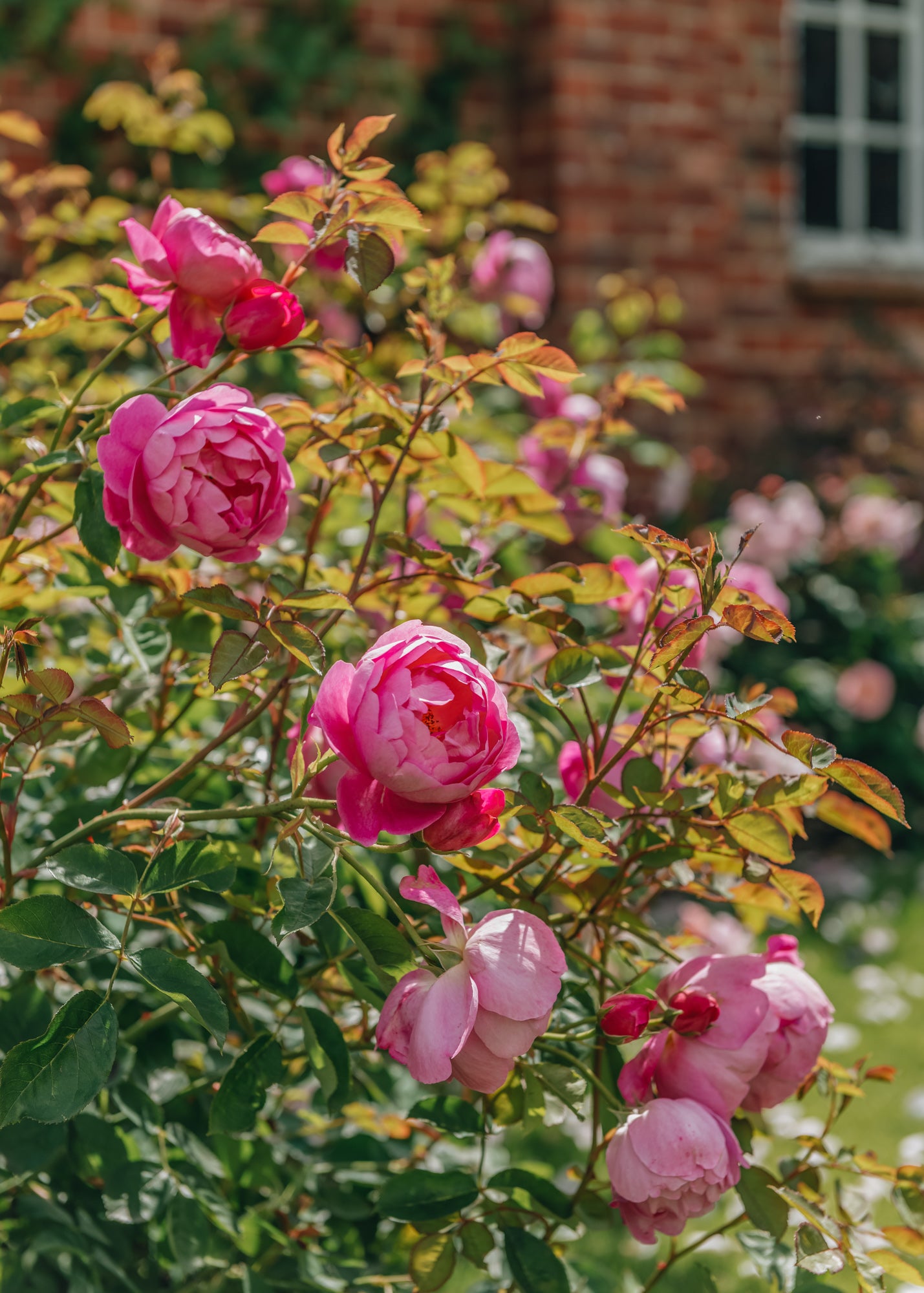 David Austin Roses Skylark