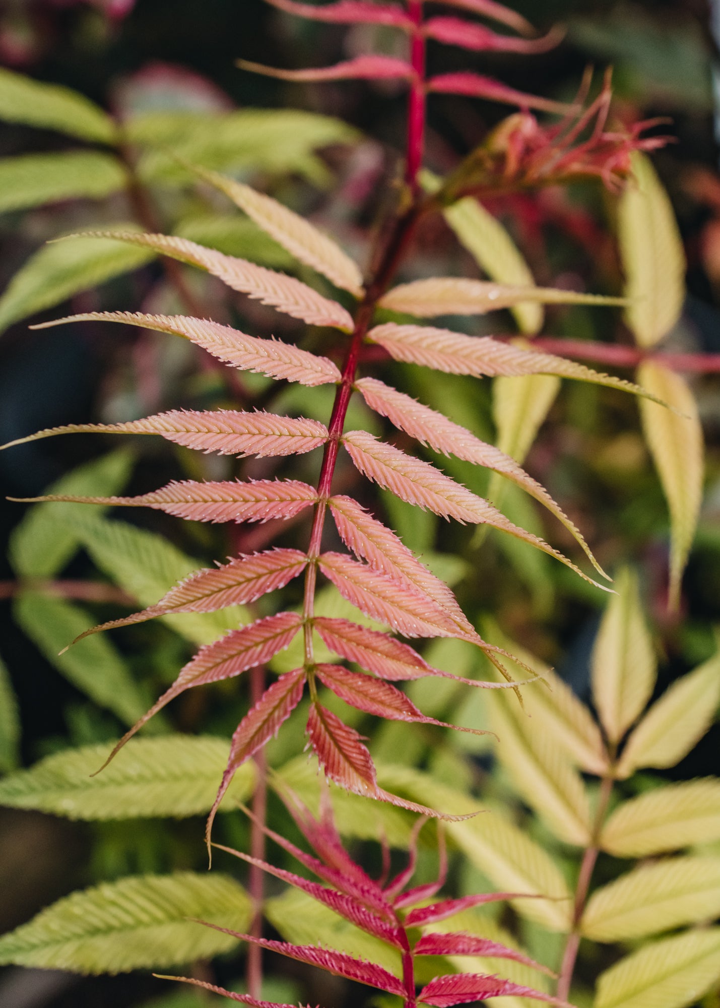 Clematis Sorbaria Sem AGM