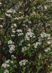 Spirea arguta