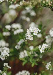 Spirea arguta