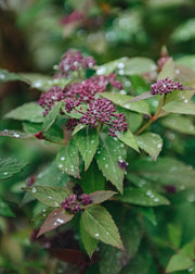 Spiraea Double Play Artist