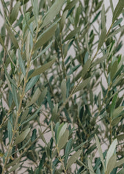 Half Standard Olive Tree - Olea europaea frangivento