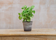 Syngonium Podophyllum ‘White Butterfly’